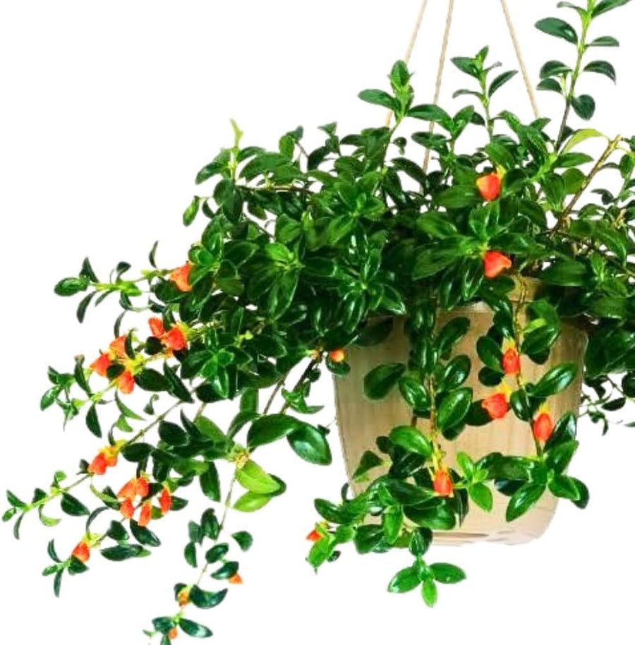 2 Goldfish Plants Live Houseplant, 4 Inch Potted Trailing Goldfish Vine with Orange Blooms, Ideal for Hanging Baskets or Home Décor