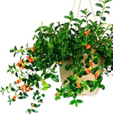 Trailing Goldfish Plant Live in 4" Pot, Tropical Houseplant for Hanging Baskets, Indoor Live Plant with Bright Blooms