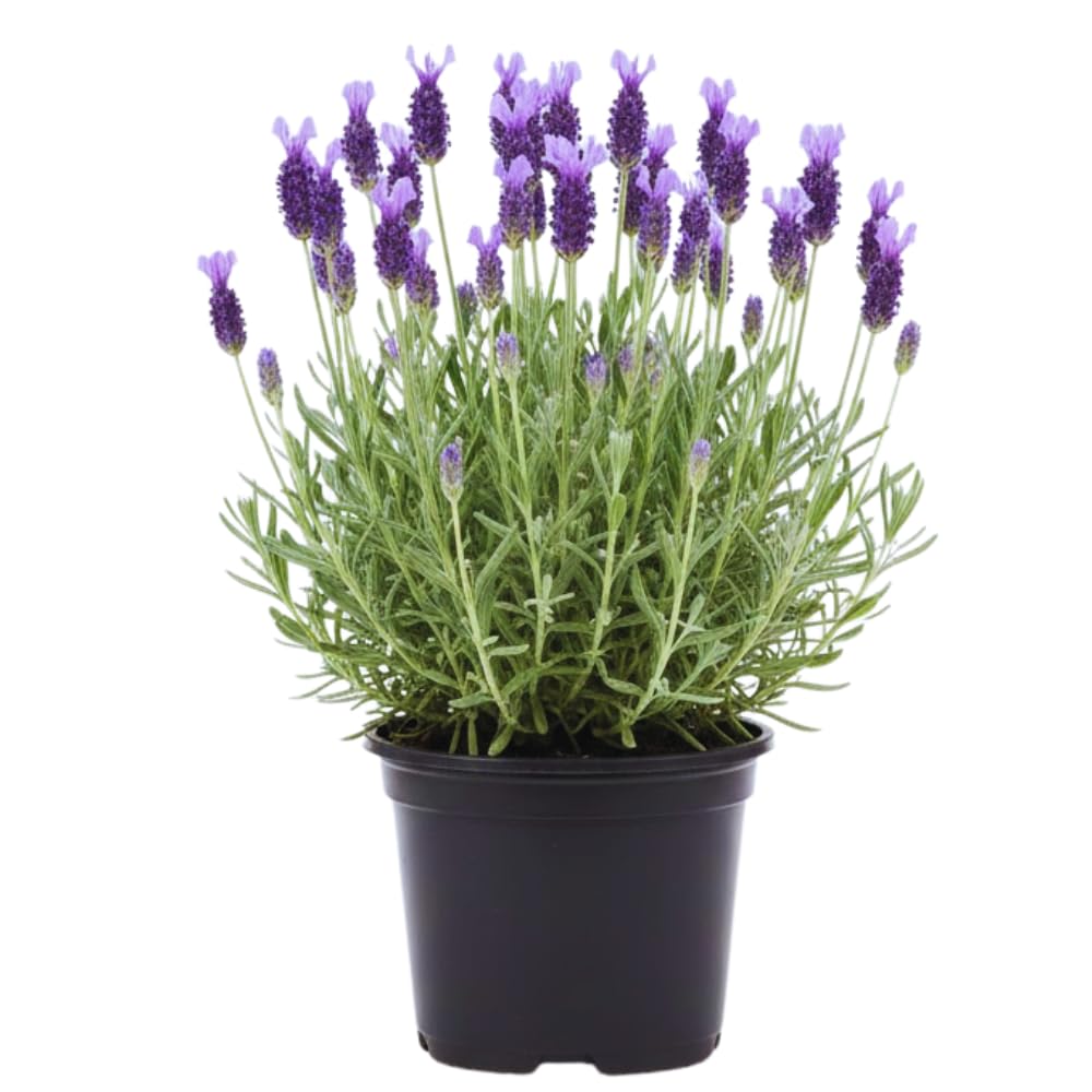 Lavender Plant Live, Purple Lavender Live Plant, Perennial Flower Herbs Plant Gardening 4 Inc Potted