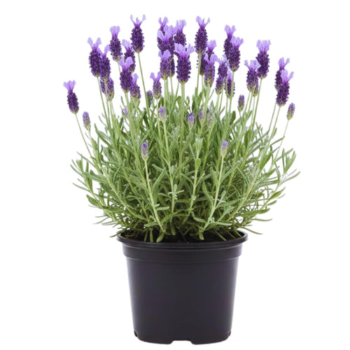 Lavender Plant Live, Purple Lavender Live Plant, Perennial Flower Herbs Plant Gardening 4 Inc Potted
