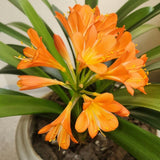 Orange Clivia Live Plant in 6 Inch Pot - 6-8" Tropical Flowering Houseplant, Perennial Clivia Flower Plant for Indoor Outdoor Planting