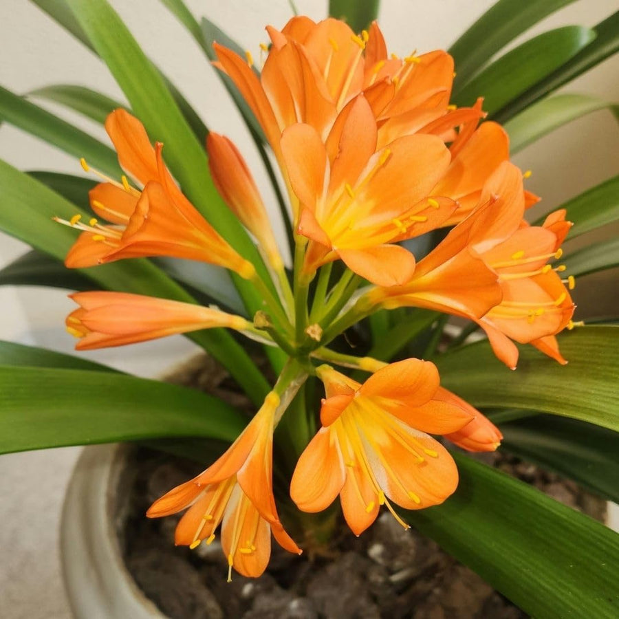 Orange Clivia Live Plant in 6 Inch Pot - 6-8" Tropical Flowering Houseplant, Perennial Clivia Flower Plant for Indoor Outdoor Planting
