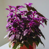 4 Purple Passion Plants Live, Gynura Aurantiaca Houseplant, Purple Velvet Foliage Indoor Tropical Plant, Trailing Vine Plant for Home Garden