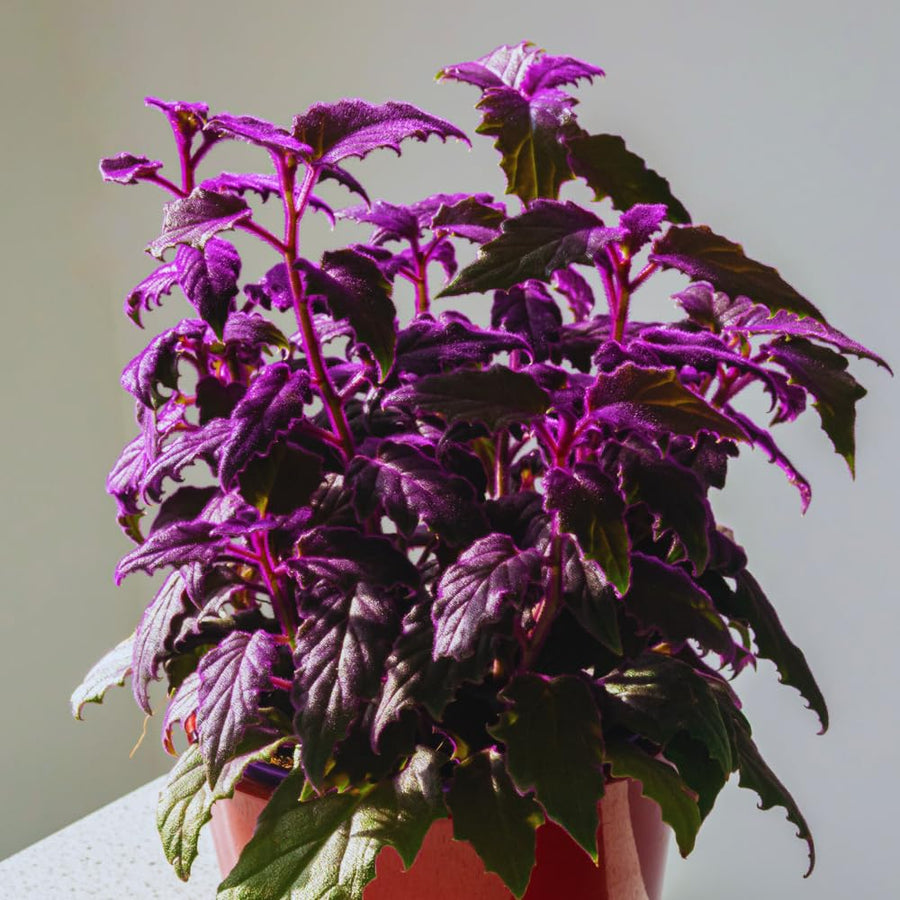 4 Purple Passion Plants Live, Gynura Aurantiaca Houseplant, Purple Velvet Foliage Indoor Tropical Plant, Trailing Vine Plant for Home Garden