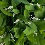 6 Lily of the Valley Plants Live, Lily of the Valley Flower Plant,Sweet Fragrant Blooms for Garden Beds and Borders, 4-7 Inch Tall Bareroot Plants