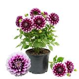 2 Dahlia Tubers for Planting, White Purple Dahlia Flower for Summer Blooms, Large and Vibrant Flowers, Suited for Zones 8 to 11