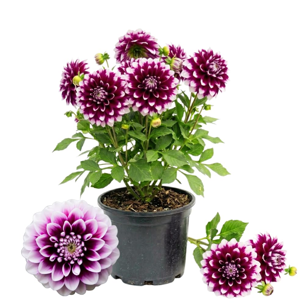 2 Dahlia Tubers for Planting, White Purple Dahlia Flower for Summer Blooms, Large and Vibrant Flowers, Suited for Zones 8 to 11
