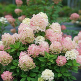 Pink White Hydrangea Plant Live, Hydrangea Tree Live Plant Outdoors, 5 to 7 Inches Tall, Shrub Bush Plant