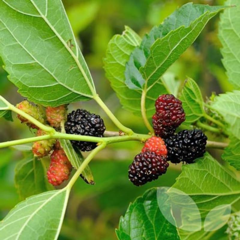 1 Dwarf Mulberry Plant Live for Growing Indoor Outdoor 6 to 10 Inch Tall, Everbearing Mulberry Tree, in 3.5 Inc Pot, Sweet Mulberry Fruit Plant