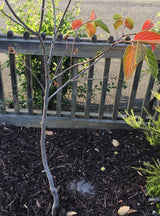 Sweet American Persimmon Trees Live Plants, 6"-15" Common Persimmon Fruit Tree Zones 4 to 9