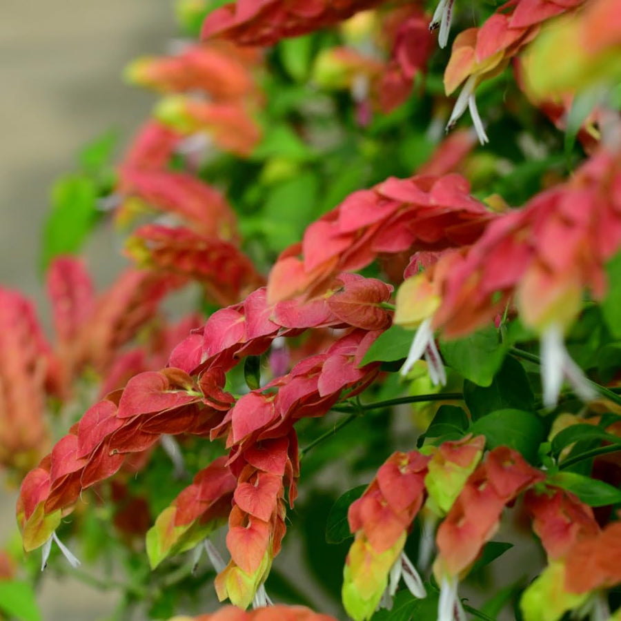 2 Red Shrimp Plants Live, Live Shrimp Plants, 4 to 6 Inc Tall, Shrimp Live Plants for Garden, 2 Plants Indoor Outdoor
