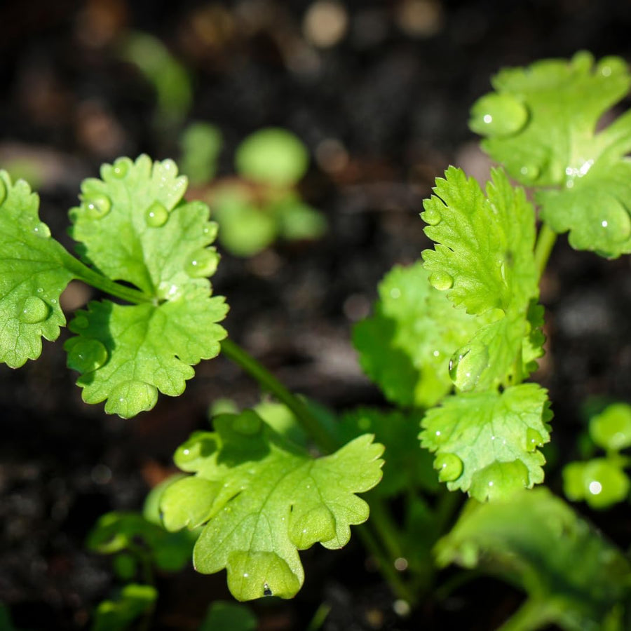Live Cilantro Plant, Cilantro Herb Vegetable, 4-7 Inches Tall, 4 Inch Pot for Growing