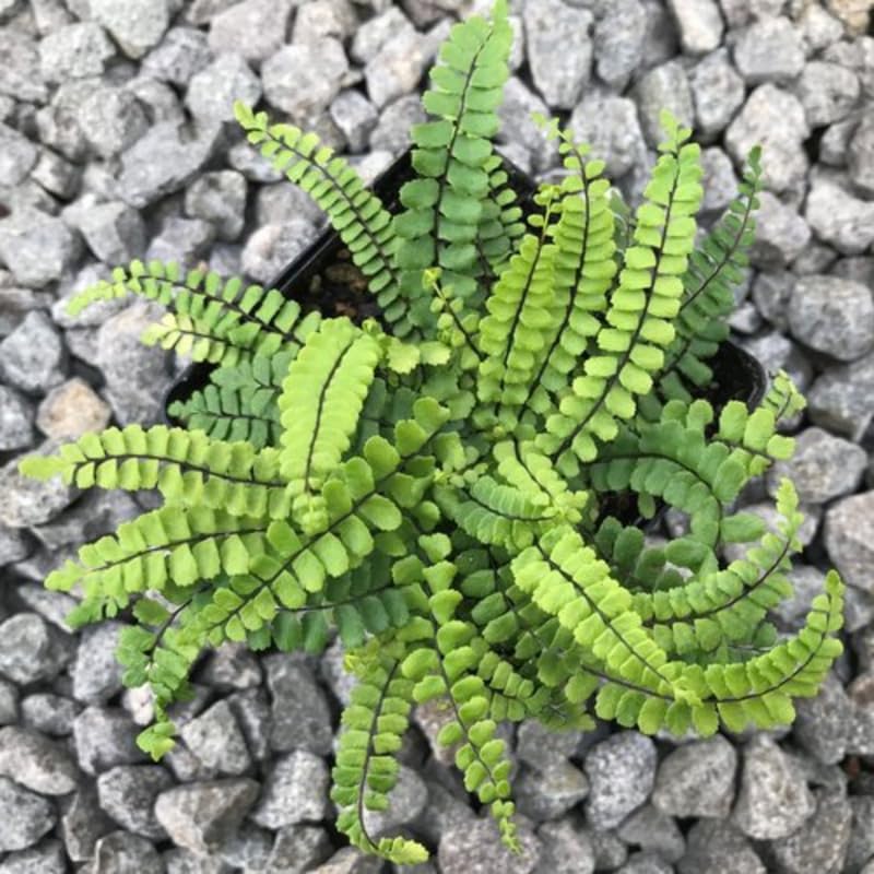 5 Maidenhair Fern Rhizomes Live Plants for Planting, Ferns Live Plants Outdoors Indoors Full Shade, Bare Roots, Fast-Growing