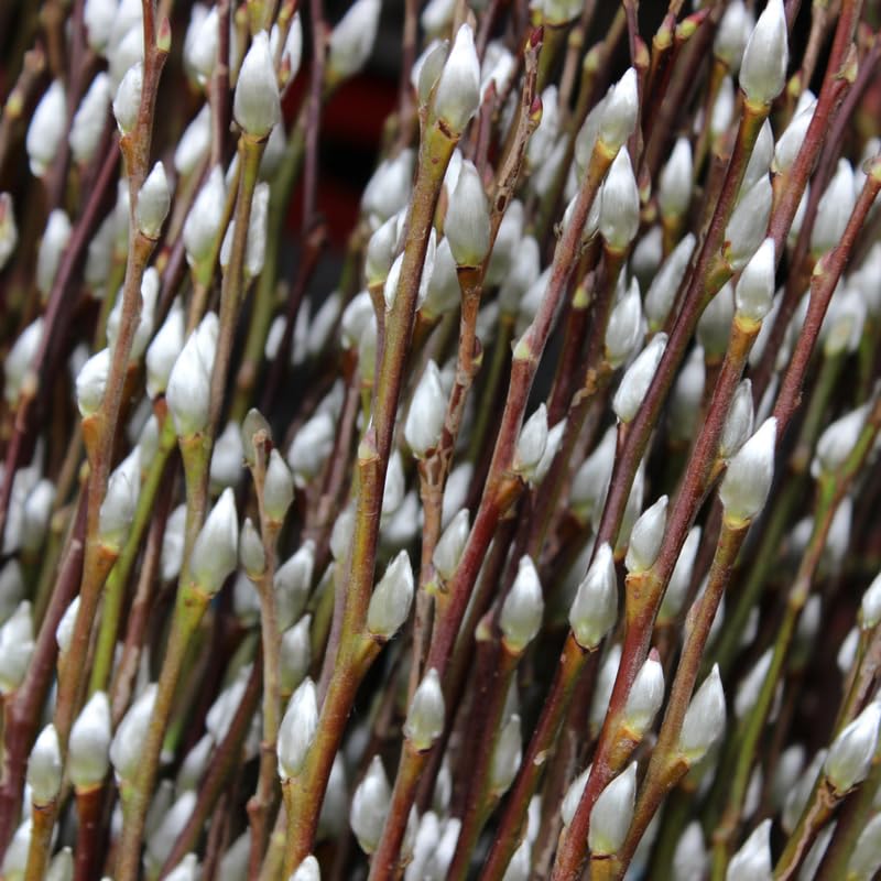 Pussy Willow Plant in 2.5-Inch Pot, 6-12 Inch Tall Willow Tree Plants for Gardening