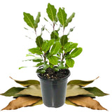 Sweet Bay Leaf Plant Live Tree, 8-11" in Tall, Well-Rooted, Bay Laurel Laurus Nobilis Plant for Outdoor Indoor Planting Herb