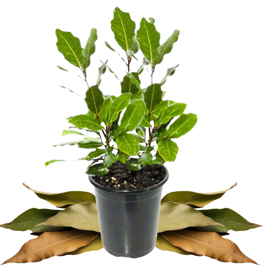 Sweet Bay Leaf Plant Live Tree, 8-11" in Tall, Well-Rooted, Bay Laurel Laurus Nobilis Plant for Outdoor Indoor Planting Herb