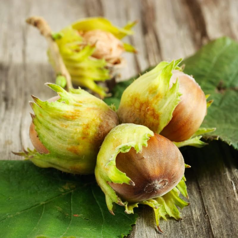 Live American Hazelnut Tree Plant, 10 Months Old Hazelnut Tree Live Plant for Growing, Dormant, Well Rooted in Winter
