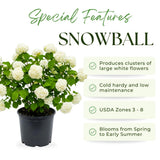 Snowball Bush Live Plant, Snowball Viburnum Bush, 2.5 Inc Pot, 8-10 Inc Tall, Viburnum Live Plant for Outdoor Garden and Landscape