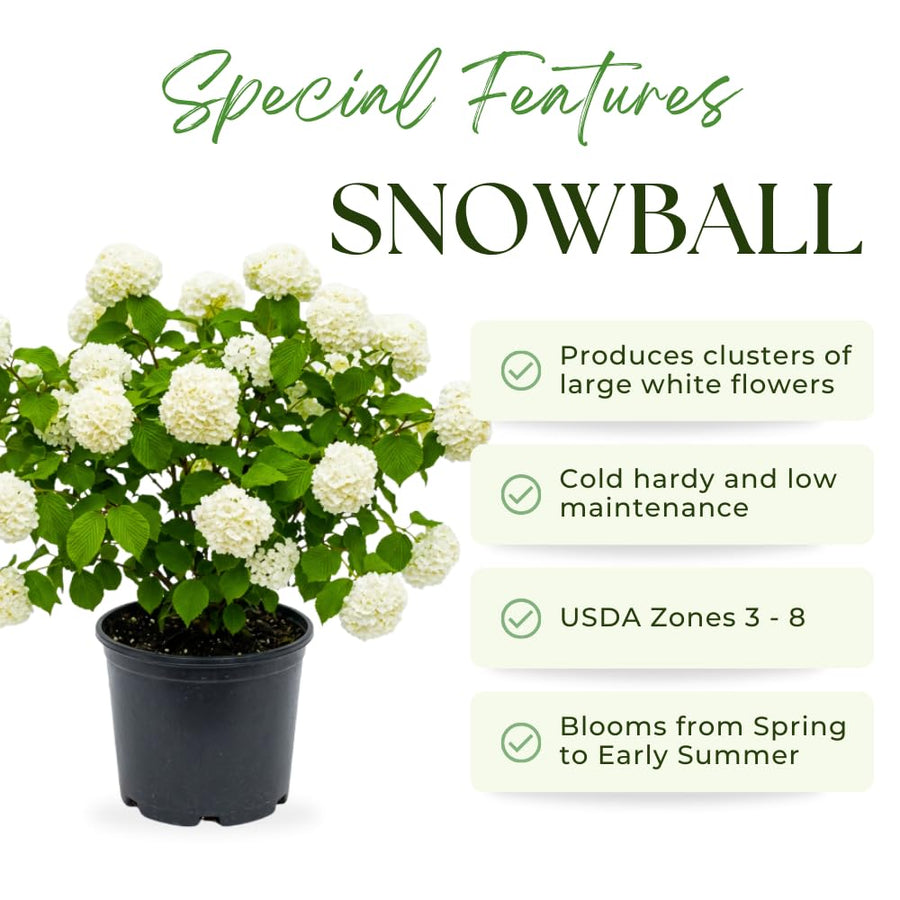 Snowball Bush Live Plant, Snowball Viburnum Bush, 2.5 Inc Pot, 8-10 Inc Tall, Viburnum Live Plant for Outdoor Garden and Landscape