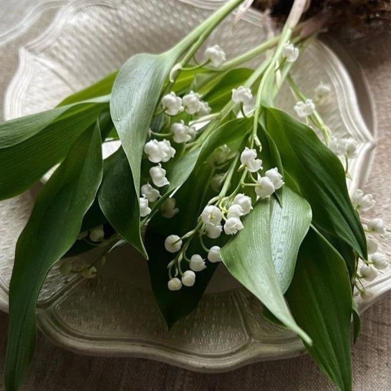 Set of 6 Lily of the Valley Plants Live, 4-7" Tall, Bareroot, Lily of the Valley Plant, Fragrant Flowering Perennials for Garden