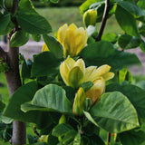 Yellow Magnolia Plant Live, Magnolia Flower Live Plant Pot 2.5'', Shrub Garden