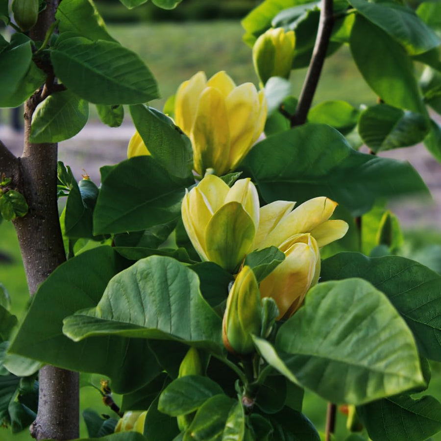 Yellow Magnolia Plant Live, Magnolia Flower Live Plant Pot 2.5'', Shrub Garden