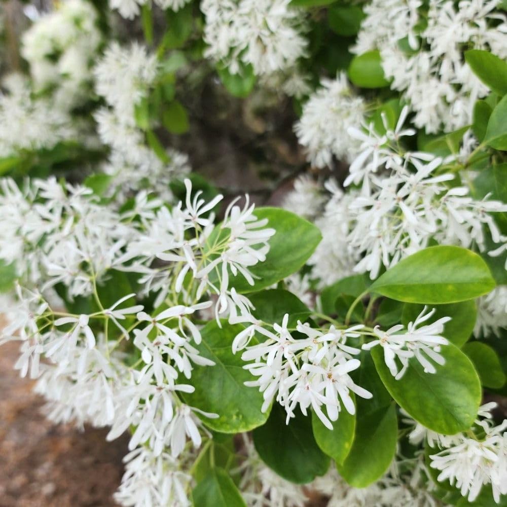 White Fringe Tree Live Shrub 6-10 Inch Tall, White Fringe Plant in Quart Pot, Flowering Tree for Outdoor Spaces, Dormant in Winter