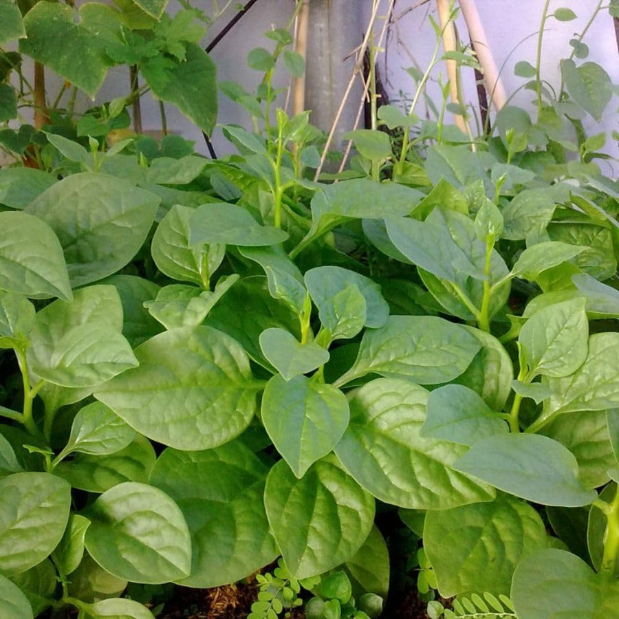 50+ Green Malabar Spinach Seeds, Mong TOI Poi Sang Ceylon Seeds Leafy Vine Plant Seeds for Outdoor Garden