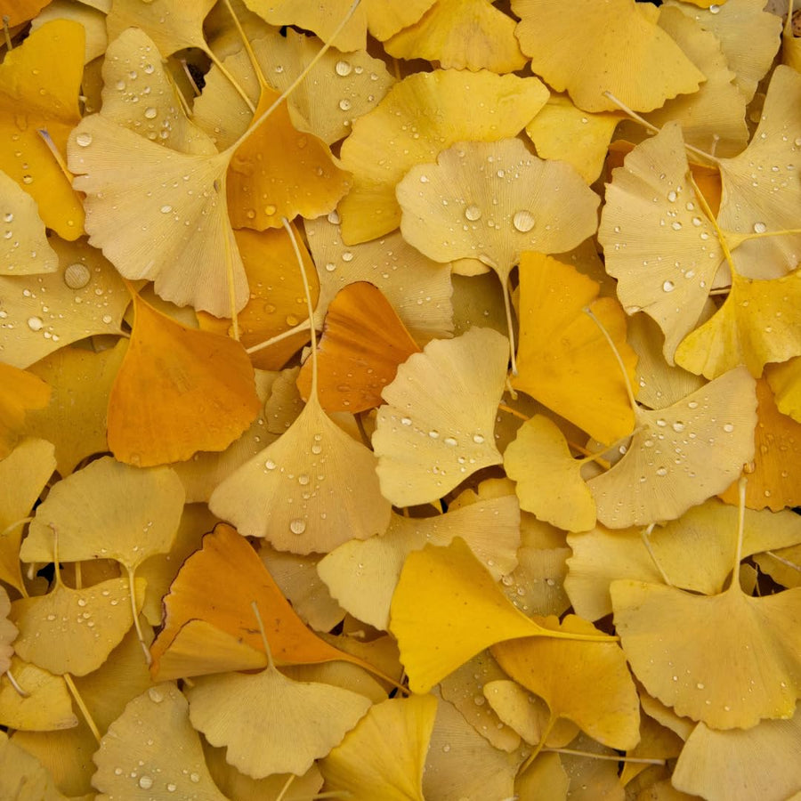 Ginkgo Tree Live Plant for Planting, 4 to 7 Inches Tall, Yellow Ginkgo Plant, Suitable for Garden or Landscape