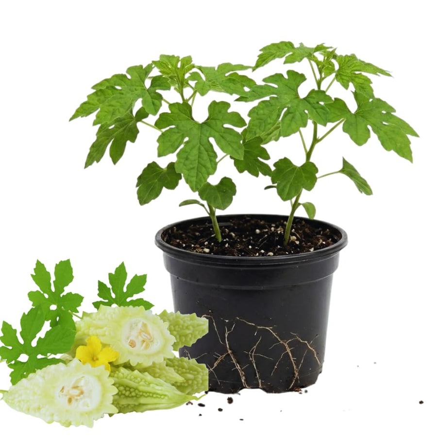 2 White Bittermelon Plants Live, Bitter Melon Live Plant Pot, Bitter Gourd Plant 6-8 Inc Tall, Vegetable Plant Garden