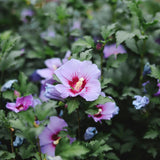 Set 5 Rose of Sharon Bare Roots Plant, Assorted Rose of Sharon Tree Live Plant, 1-2 Feet Tall Bare Roots, Hardy Althea Flowers for Indoor Outdoor Planting