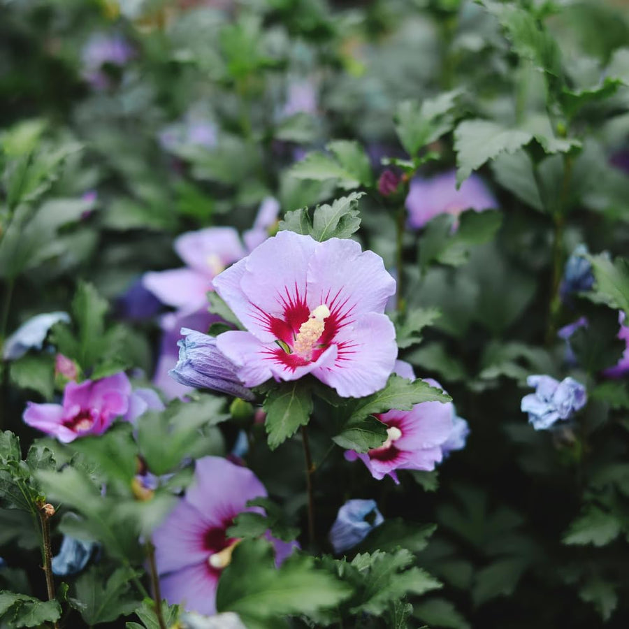 Set 5 Rose of Sharon Bare Roots Plant, Assorted Rose of Sharon Tree Live Plant, 1-2 Feet Tall Bare Roots, Hardy Althea Flowers for Indoor Outdoor Planting