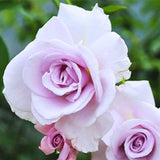 Light Purple Rose Bush Live Plant, Climbing Rose Plant Live Shrub - Bareroot with Soil 7-10 Inch Tall - Fragrant Rose Flowers Heirloom Rose Shrub