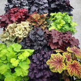 3 Coral Bells Heuchera Perenial Live Plants, Assorted Seasonal Leaves Color Change, Well-Rooted 5-9 Inc Tall, No Pot