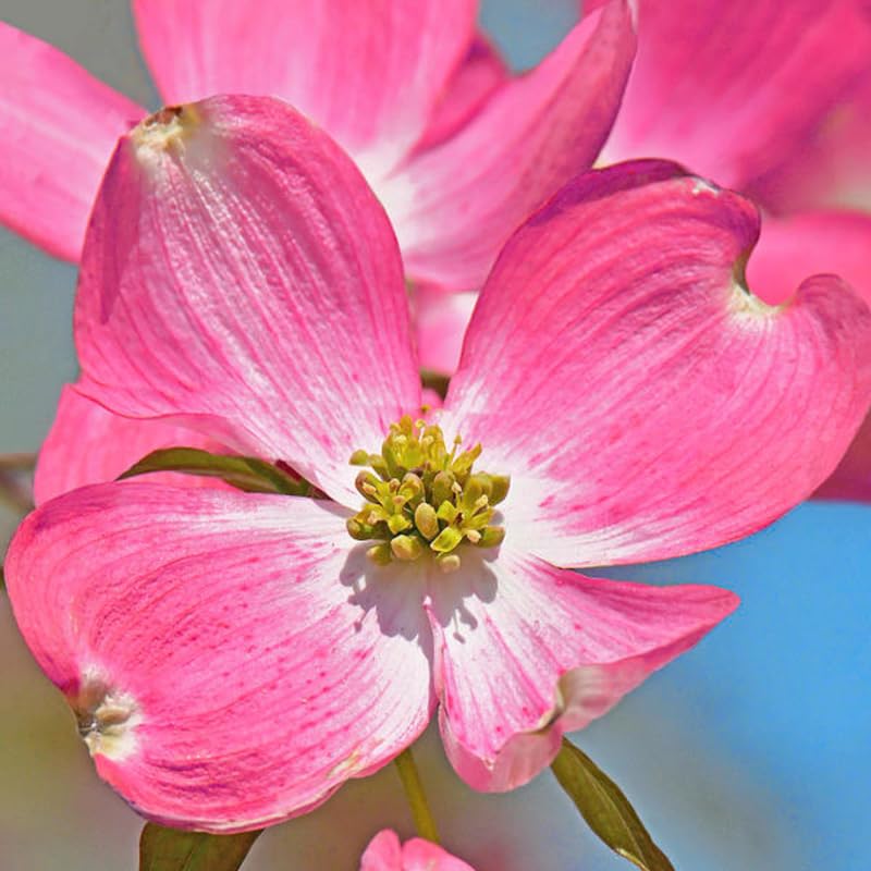 Pack 2 Pink Dogwood Trees Live Plants in Quart Pot, 1 Year Old 6-14 Inches Tall, Flowering Dogwood Trees Plants Live for Outdoor Planting Spring