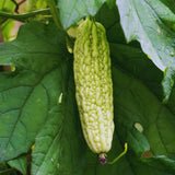 20 Long Bitter Melon Seeds for Planting, Bitter Gourd Vegetable Seeds, Easy to Plant