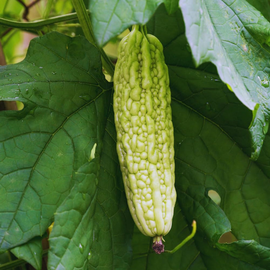 20 Long Bitter Melon Seeds for Planting, Bitter Gourd Vegetable Seeds, Easy to Plant