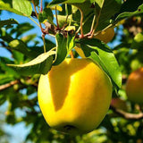 Delicious Apple Tree Live Plant, Bareroot 2 to 3 Feet Tall, Sweet Apple Plant Live for Planting, Live Apple Tree Plant, Apple Fruit Tree (Yellow Apple)