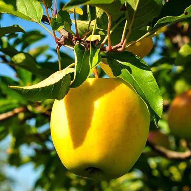 2 Yellow Delicious Apple Trees Live Plant, Apple Plant Live for Planting, 2 Feet Tall, Bareroots, Apple Tree Plant, Apple Fruit Tree