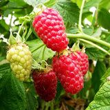 Southern Raspberry Plant Live for Planting, 18-24 Inch Tall, Red Raspberry Bush Live Plant Potted, Raspberry Fruit Tree