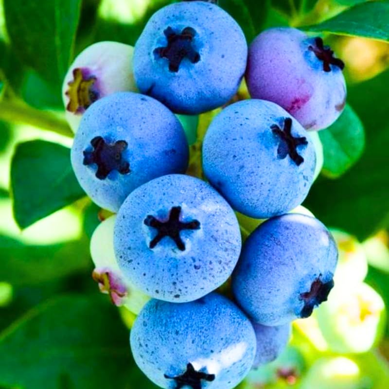 1 Blueberry Plant Live, Blueberry Bushes Live Plant, 1 Year Old, Blueberry Tree Live Plant, Blueberry Fruits (Tophat Blueberry)