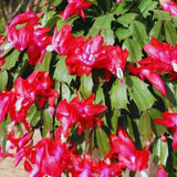 Red Christmas Cactus Plant Live Christmas Cactus, Holiday Cactus Live Plant, 4 Inc Pot