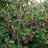 Pack of 2 Serviceberry Tree Live Plant, Serviceberry Plant, Bare Roots, 2-3 Years Old Plant, 16-24 Inc Tall, Sweet Edible Berries for Outdoor Garden