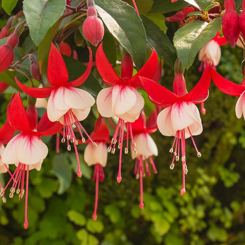 Hardy Fuchsia Plants Live Hanging Basket, White Red Fuchsia Plant Pot, 5 Inches Pot, Perennial Colorful Flower Plant