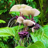 Bat Orchird Tacca Chantrieri Houseplant, White Bat Flower Live Plant, Indoor Outdoor 5-9 Inches Tall