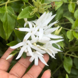 2 Jasmine Plants Live, Jasmine Flower Plant Indoor Live from 4 Inc Tall, White Flower, Zone 6 to 11
