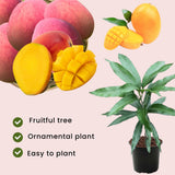 Sweet Mango Tree Live Plant in Pot, 12-16 Inches Mango Trees Seedlings Well Rooted, Fast-Growing