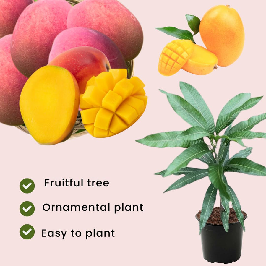 Sweet Mango Tree Live Plant in Pot, 12-16 Inches Mango Trees Seedlings Well Rooted, Fast-Growing