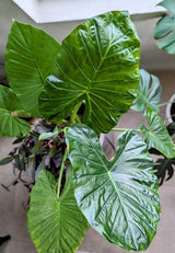 Alocasia Plant Live, Rare Elephant Ear Plant Indoor in 4 Inch Pot, Tropical Foliage, Compact Houseplant for Office, Room and Home Décor - Giant Green