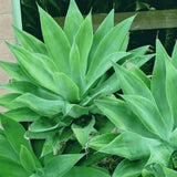 Live Green Foxtail Agave Tree Live Plant, 1 Year Old 8" in Tall in 4" Pot for Outdoor Succulent Cactus, Very Hardy